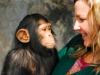 Радикальное отличие Y-хромосомы шимпанзе от человеческой